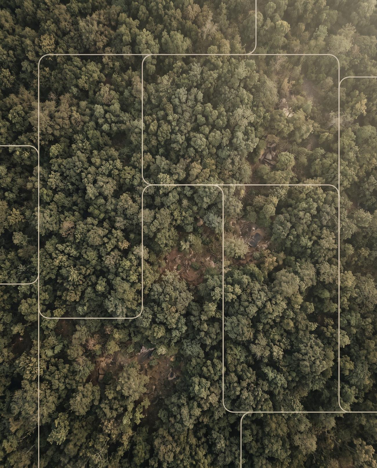 Aerial view of dense green canopy with fine plot lines drawn over it